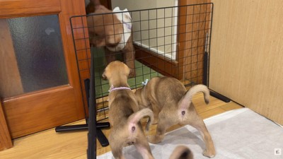 子犬が少し苦手な風太ちゃん