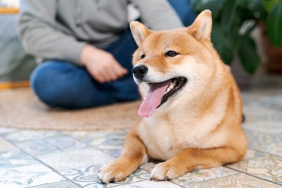 床に伏せる柴犬