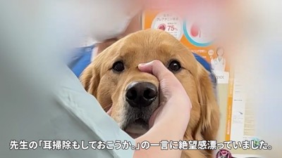 耳掃除も頑張りました