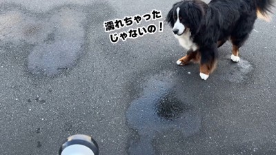 「濡れちゃったじゃない!」とご不満顔