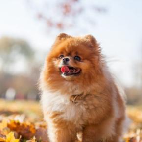 犬が『秋に体調を崩してしまう』理由4つ　寒暖差で具合が悪くなる原因とは？