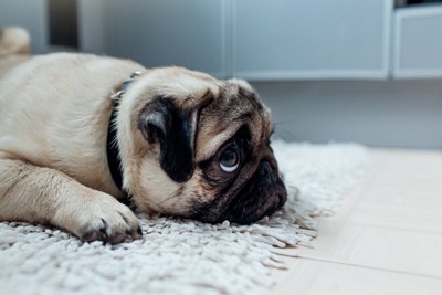 【獣医師執筆】犬の尿毒症|原因や症状から治療法まで解説