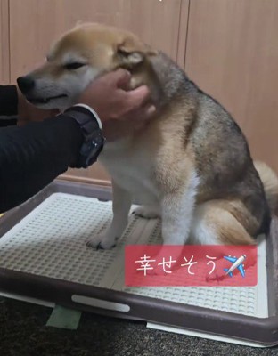 撫でられてウットリ♡