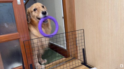 「こんなのもあるよ♪」