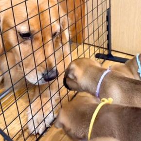 『山で生まれた5匹の子犬』を預かった結果→家にいる犬たちと会わせてみたら…予想外だった『尊い光景』が145万再生「優しすぎて泣く」「母性」