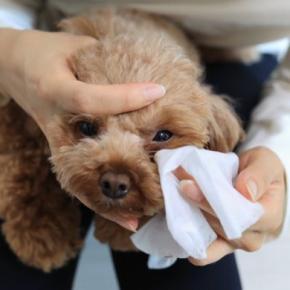 犬の『目ヤニ』が増えてしまう原因5つ 今すぐに治療が必要な症状とは?