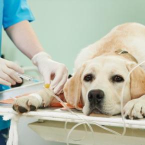 【獣医師執筆】犬の尿毒症|原因や症状から治療法まで解説