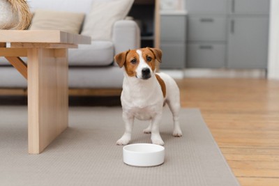 空の食器の前でごはんを待っている犬