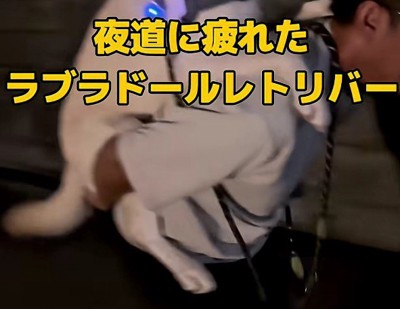 体力が落ちてしまった虎丸ちゃん