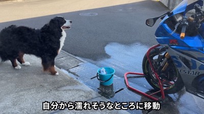水を使うと興味津々に