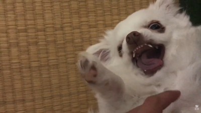 怖いけれど可愛いお顔♡