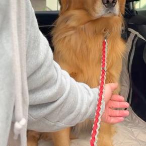 車で『動物病院』に向かった結果→大型犬が『絶対に降りない』と駄々をこねて…わかりやす過ぎる態度が13万再生「笑ったw」「よくがんばった」