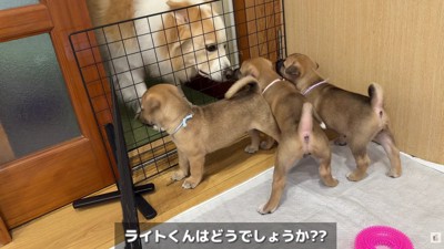 ライトちゃんは犬界の強面さん?
