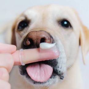 犬に『ワセリン』を使っても大丈夫？知っておくべきメリットや使用する際の注意点まで