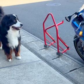 おっとりした性格の超大型犬→バイクの洗車中に水遊びをしてみたら…思った以上に大はしゃぎする光景に反響「可愛さ満点」「小さい子供と変わらん」