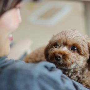 犬が『放っておいて』と言っているサイン7選　構ってはいけないタイミングまで解説