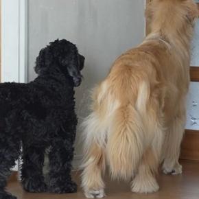 元気がない犬を心配して『息子が会いに来てくれた』結果→ドアを開けた瞬間に…泣けてくる『再会』に反響「本当に嬉しそう」「ウルっときた」