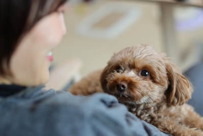 女性に甘える犬