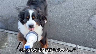 「負けないぞ~♪」