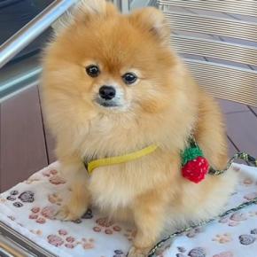 犬と一緒に『行きつけのカフェ』を訪れた結果→環境に慣れ過ぎてしまい…まさかの『デカすぎる態度』に反響「完全にくつろいでるw」「可愛い」