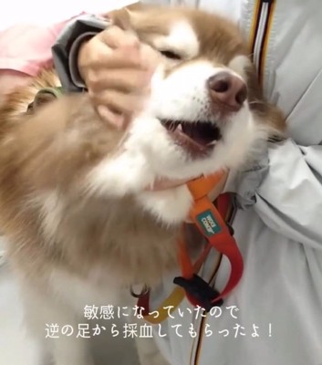 何度も鳴くコスモくん