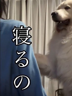 ママに寝てほしいシェリーちゃん