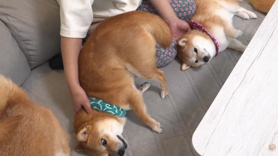 2匹揃って甘えん坊モード♡