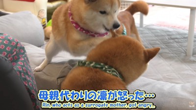凛ちゃんが怒ってパンチ！