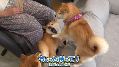 「やめろ～」と必死に抵抗