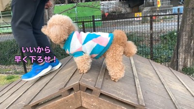 「助けて!早く下ろしてよ!」