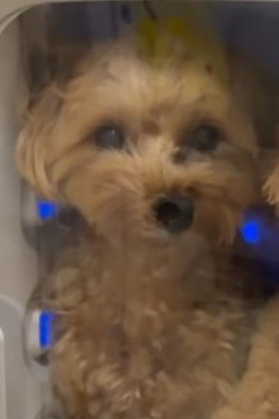 さいちゃんはおすまし顔