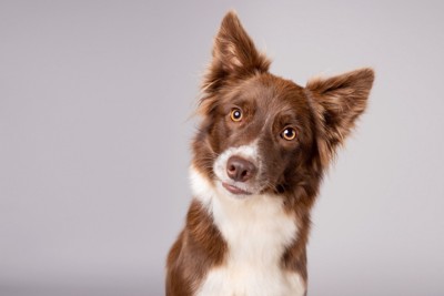 首を傾げて不思議そうに正面を見つめる犬