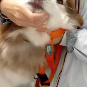 『まだ針刺さってませんけど?』健康診断で病院にきた大型犬→診察台に乗ると…大げさすぎる『子どものような光景』に反響「可愛い」「絶叫w」