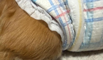 眠るワンコ