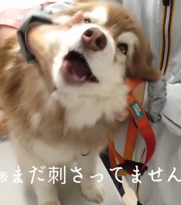 泣き叫ぶコスモくん