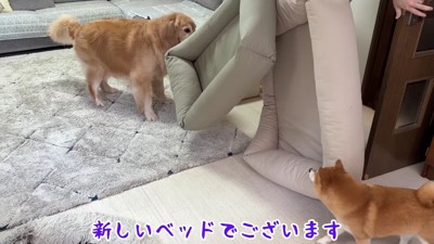新しいベッドがやってきた!