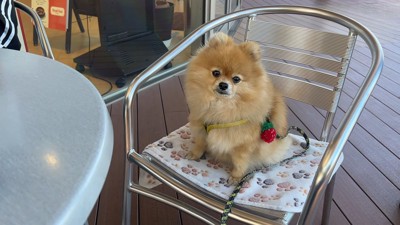 お行儀よくお座り