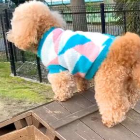 犬が『高いところに登った』結果→『だれかたすけて』と怖がって…愛おしすぎる『必死の抵抗』に反響「固まってるｗ」「コントみたいでかわいい」