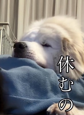 満足そうなシェリーちゃん