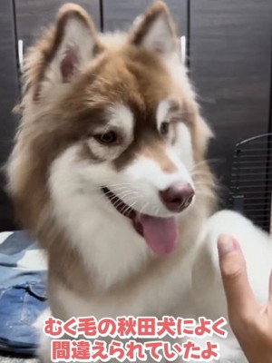 子犬のコスモくん