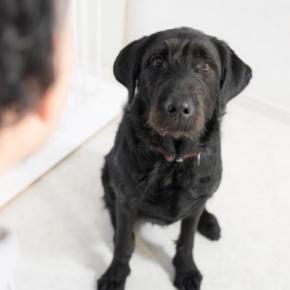 犬があなたをじーっと見つめる理由6選 飼い主が誤解しがちな愛犬の心理や適切な対応まで