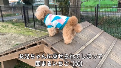 遊具に乗せてみたら…