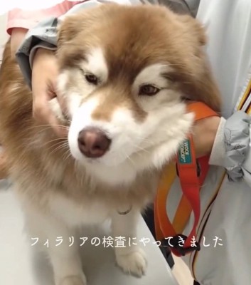 気が気ではないコスモくん