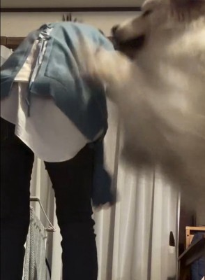 ママにアタックするシェリーちゃん