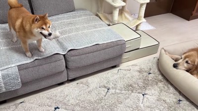 おもちゃでおびき寄せる作戦