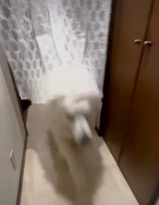 50キロ超えの超大型犬が『数日間いなかったママ』と再会→玄関を開けた瞬間に…迫力満点な『おかえりなさいの儀式』が16万再生「強烈ｗｗ」