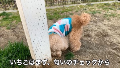 到着したら、匂いのチェック開始