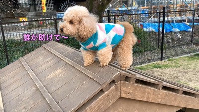 怖くてフリーズ!