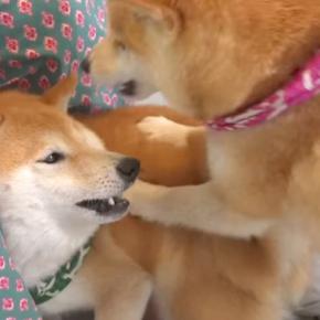 兄犬が弟犬に『威嚇』した結果→見ていた『姉犬』が…まるで『本当のお母さんのような行動』に反響「容赦なくて草」「お尻ペンペンw」「最高」