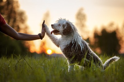 手に前足を合わせて喜ぶ犬